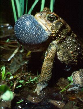 American Toad, singing