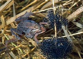 Copulating Wood Frogs and eggs