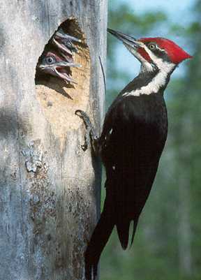 Pileated Woodpecker, adult & nestlings