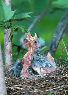 Rose-breasted Grosbeak, hungry nestlings