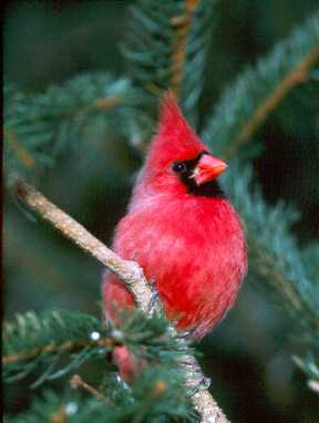Northern Cardinal in spruce tree