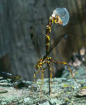 Ichneumon Wasp, female ovipositing eggs in log