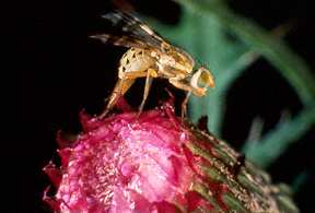 Fruit Fly ovipositing on thistle flower