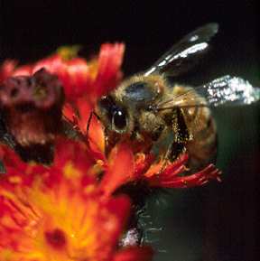 Honey Bee on Orange Hawkweed