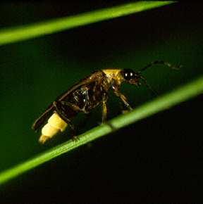 Lightening Bug (Firefly)