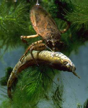 Giant Water Bug with captured Central Mud Minnow
