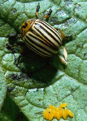 Colorado Potato Beetle and its eggs
