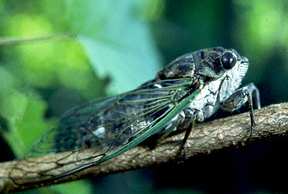 "Dog Day" Cicada