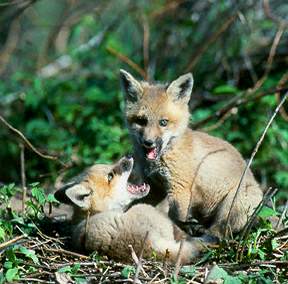 Red Fox pups