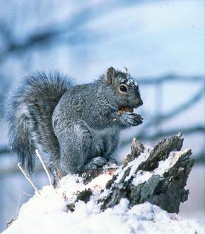 Eastern Gray Squirrel eating acorn