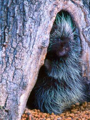 Porcupine in winter den in tree hollow