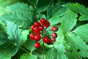 Red Baneberry fruit