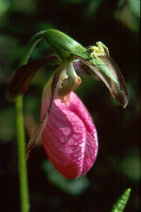 Mocassin Flower (Pink Lady's Slipper) and Crab Spider