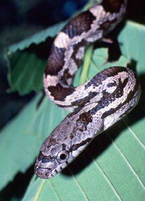 Black Rat Snake (immature)