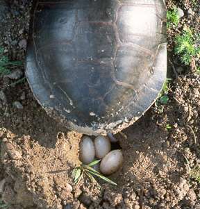 Eastern Painted Turtle laying eggs
