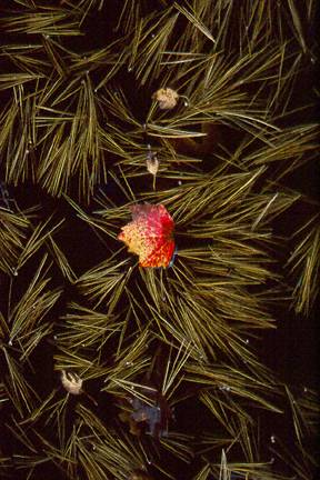 White Pine needles and Red Maple leaf
