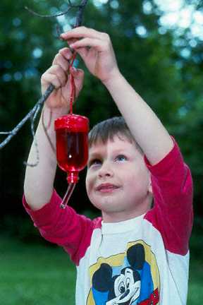 Boy hanging hummingbird feeder