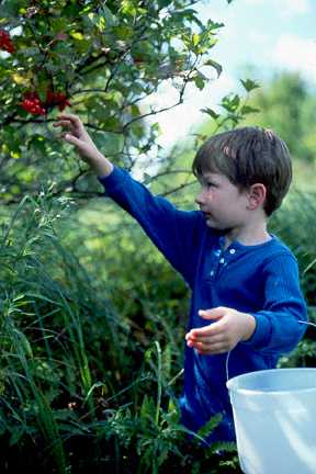 Boy picking highbush cranberries