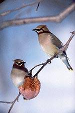 Birds - Cedar Waxwings