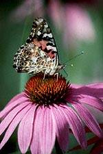Insects - Painted Lady Butterfly1