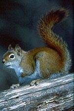 Mammals - Red Squirrel