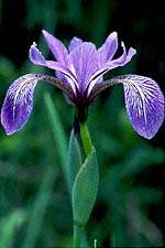 Plants - Blueflag Iris