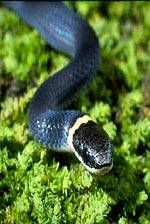 Reptiles - Ring-necked Snake
