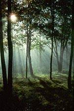 Scenics - Foggy Woodland
