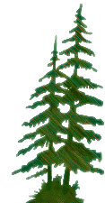 Balsam Fir Christmas Trees