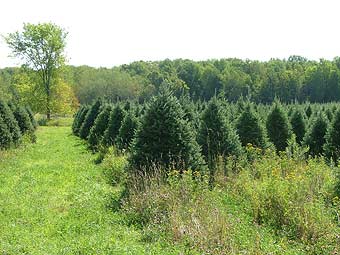 Pruned Mildbrand Christmas Tree