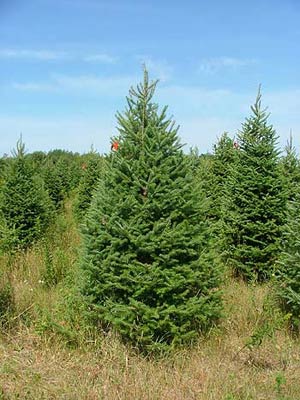Pruned Mildbrand Christmas Tree