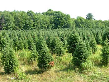 Pruned Mildbrand Christmas Tree
