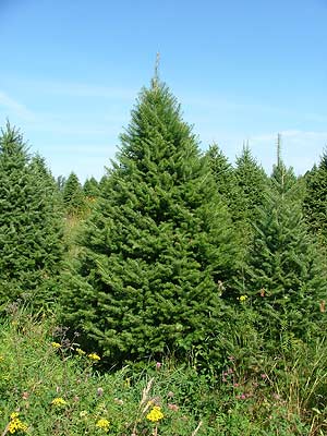 Pruned Mildbrand Christmas Tree