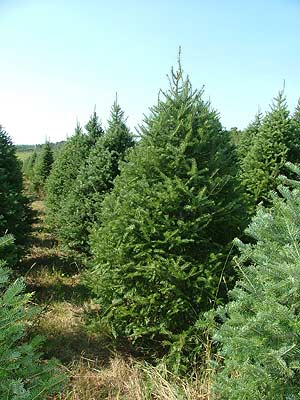 Pruned Mildbrand Christmas Tree