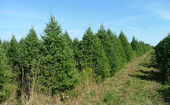 Pruned Mildbrand Christmas Tree