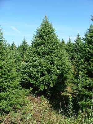 Pruned Mildbrand Christmas Tree