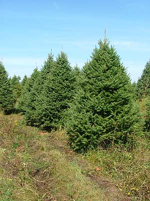 Pruned Mildbrand Christmas Tree