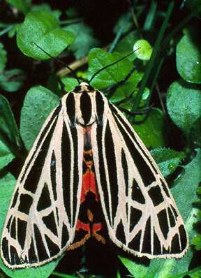 Virgin Tiger Moth