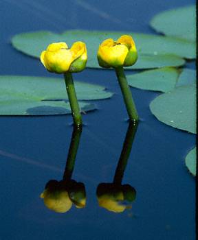 Bullhead Lilly