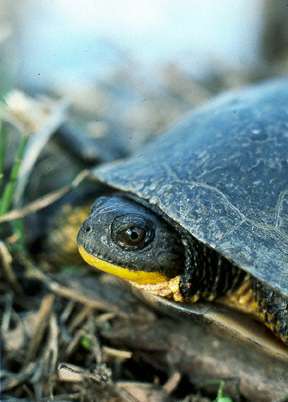 Blanding's Turtle