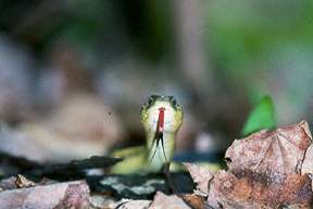 Eastern Garter Snake