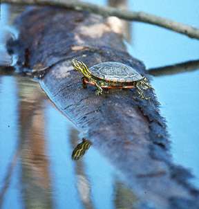Eastern Painted Turtle