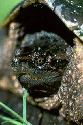 Common Snapping Turtle