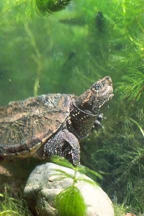 Common Snapping Turtle