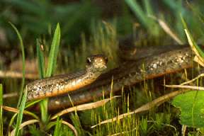 Red-bellied Snake
